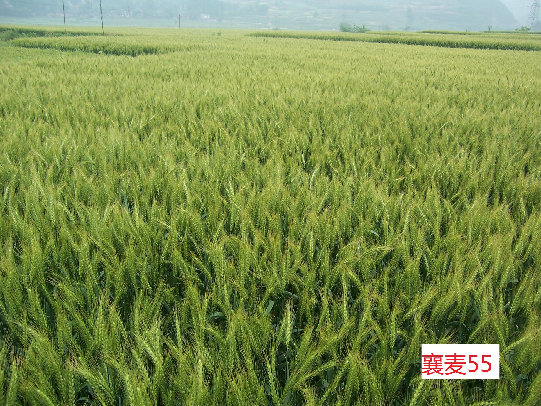襄麦55田间图片.jpg